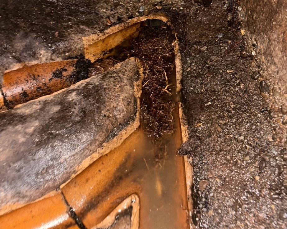 Tree roots choking a cracked earthenware sewer drain, seen from inside the excavation