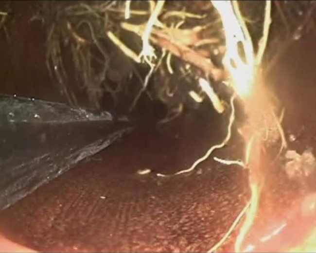 Drain camera footage showing tree roots growing through a joint in a sewer pipe